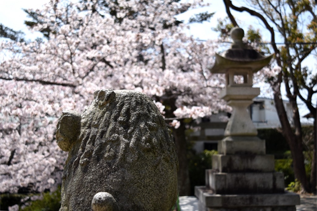 広沢町の日枝神社の狛犬と桜
