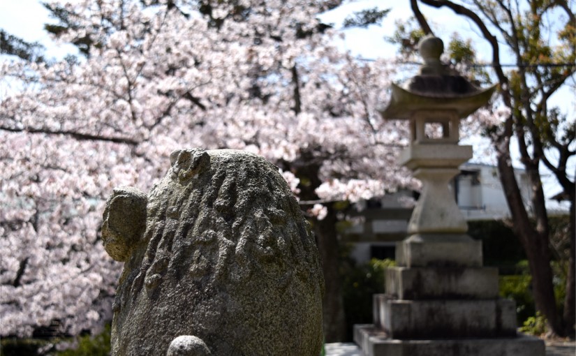 広沢町の日枝神社の狛犬と桜