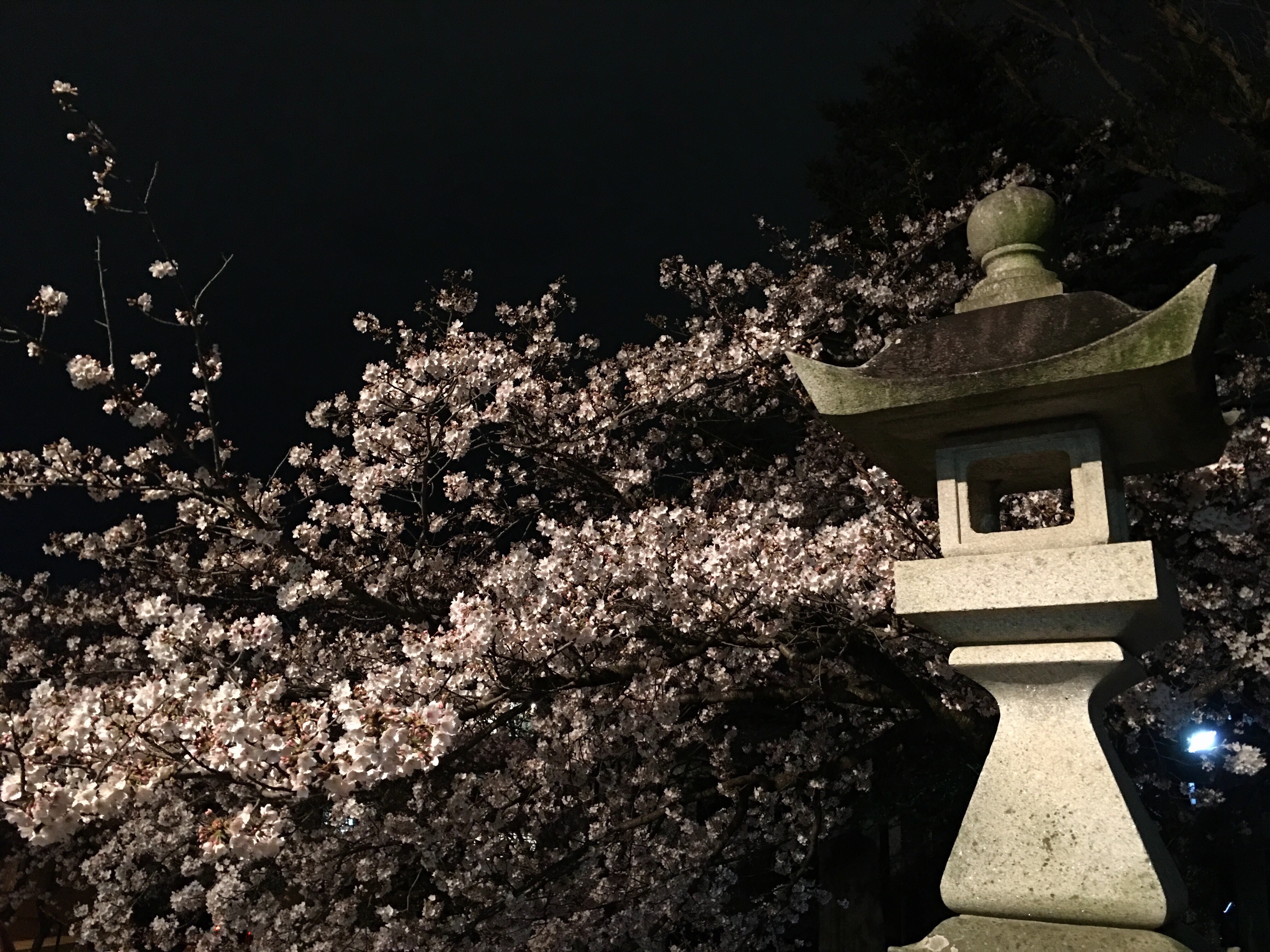 広沢町の日枝神社の夜桜